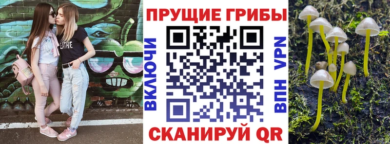 купить   Новосибирск  Галлюциногенные грибы Psilocybine cubensis 